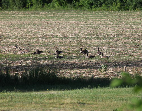 Canada Geese