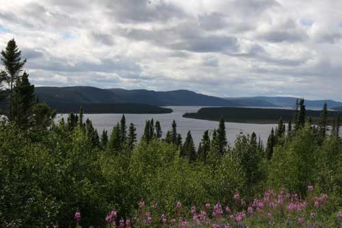 Labrador